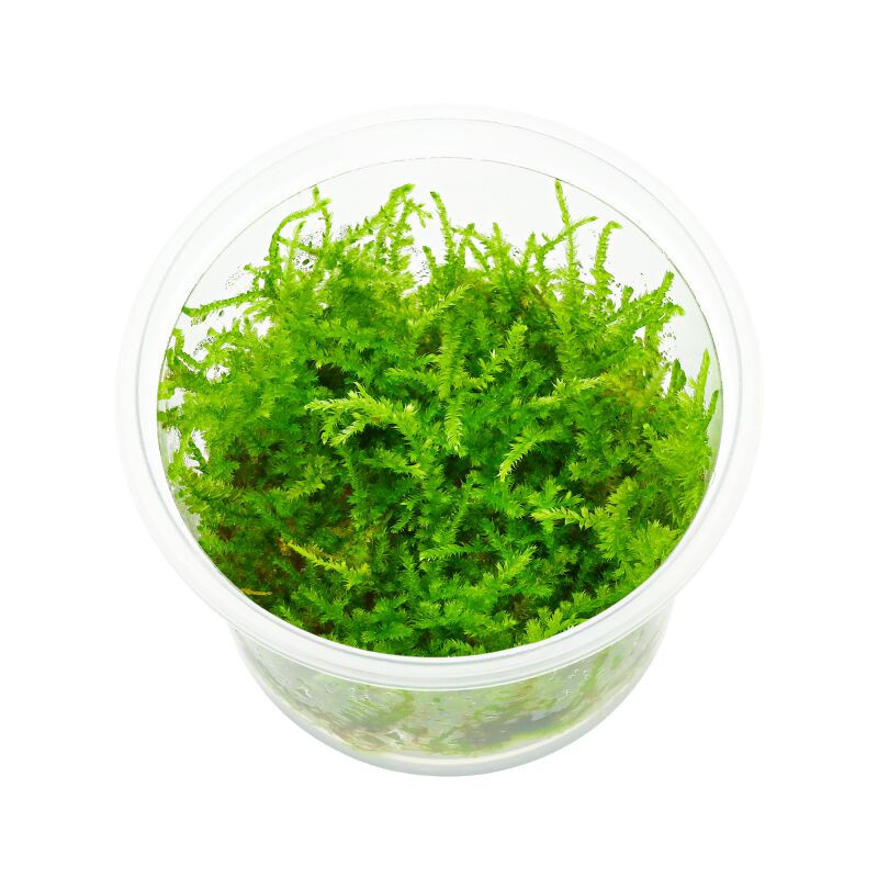 MINI CHRISTMAS moss MINI CHRISTMAS moss