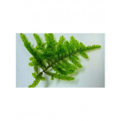 Peacock moss - Selaginella uncinata