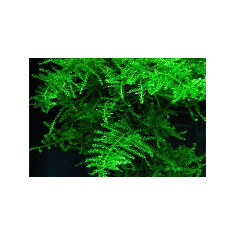 TAXIPHYLLUM ALTERNANS (TAIWAN MOSS)