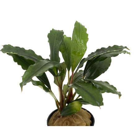 Bucephalandra Achiles BLACK DARK