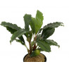 Bucephalandra Achiles BLACK DARK