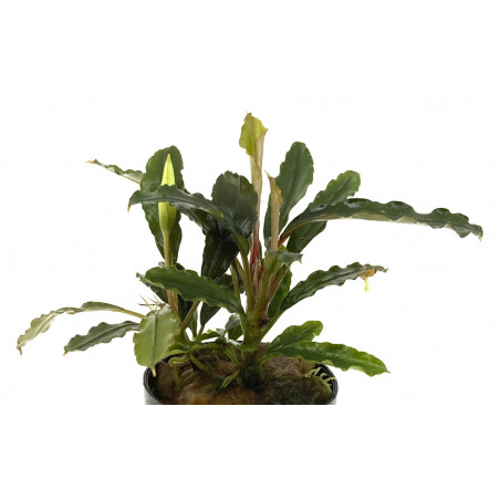 Bucephalandra Alamanda v3 dark