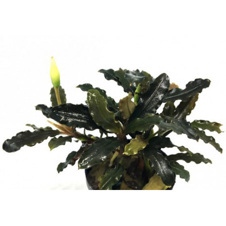 Bucephalandra Alamanda VI blue