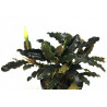 Bucephalandra Alamanda VI blue