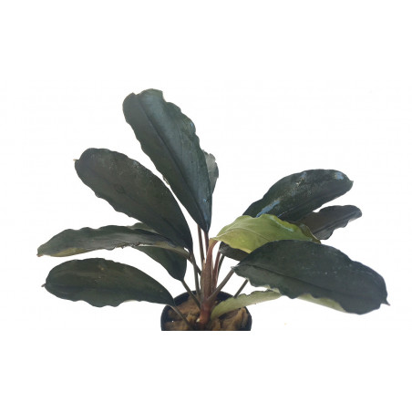 Bucephalandra Arrogant Blue