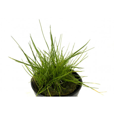 Eleocharis parvula