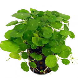 Hydrocotyle verticillata