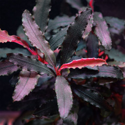 Bucephalandra Biblis Red