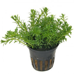 Rotala bossi