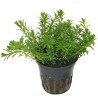 Rotala bossi