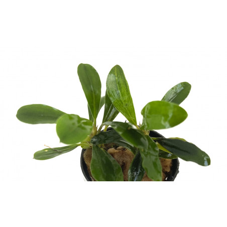 Bucephalandra Brownie Jade