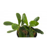 Bucephalandra Brownie Jade