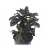 Bucephalandra Godzilla