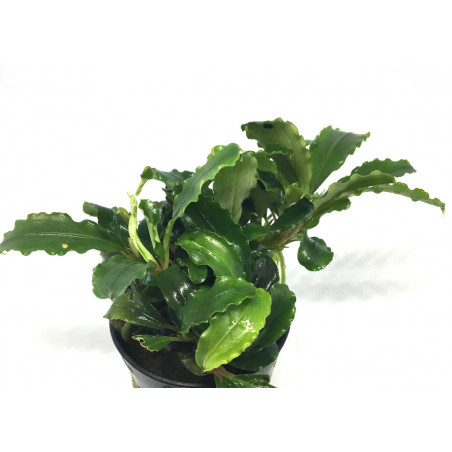 Bucephalandra Green tears