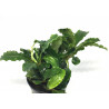 Bucephalandra Green tears