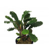 Bucephalandra IO Black