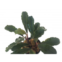 Bucephalandra IO Green