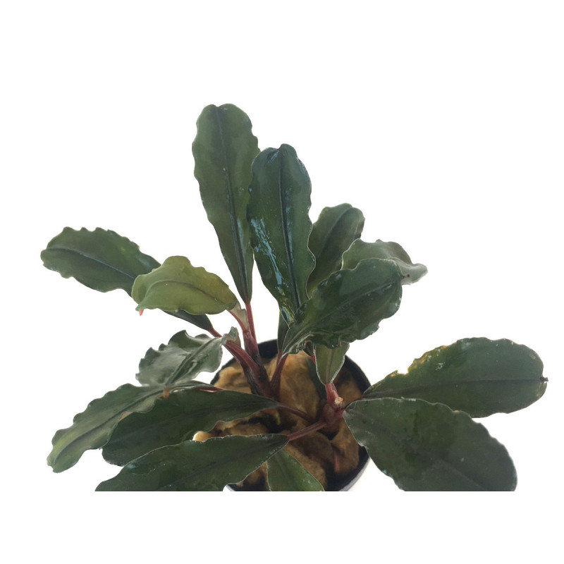 Bucephalandra IO Green