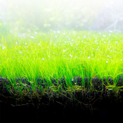 Bio Stratum Fluval 4 kg