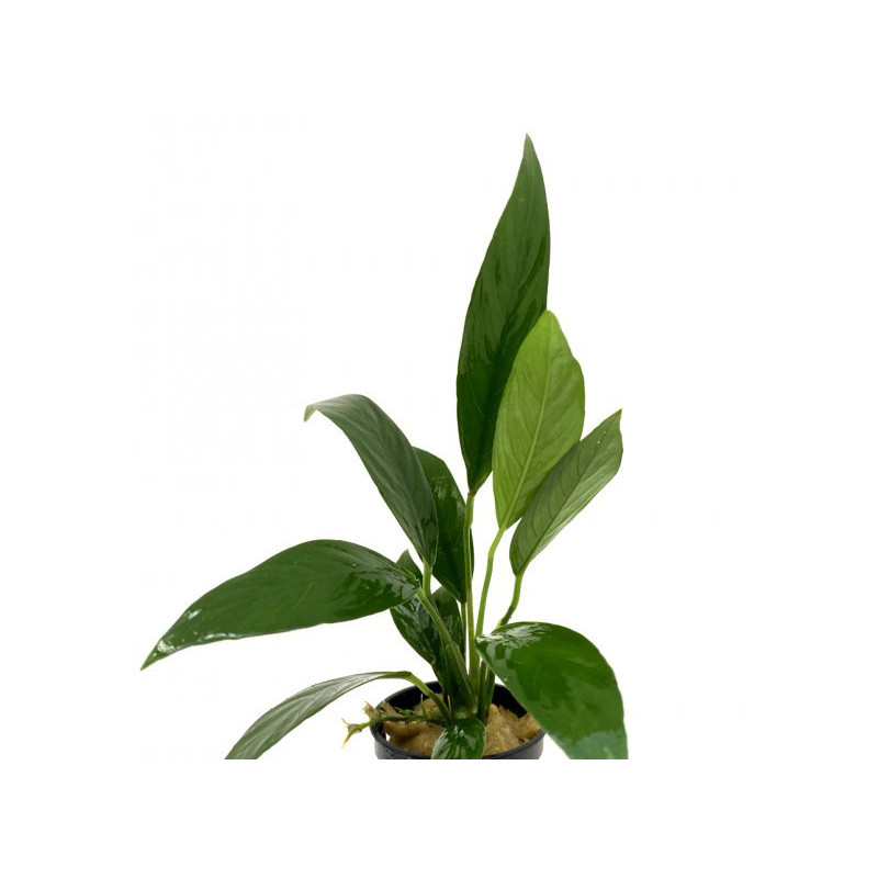 Anubias lanceolata