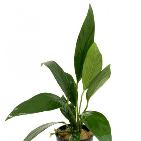 Anubias lanceolata