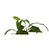 Anubias odorata