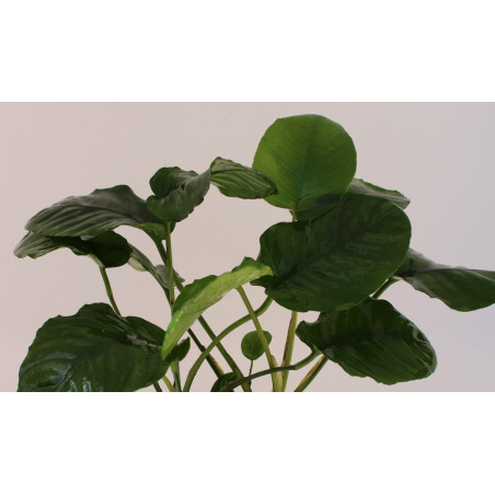 Anubias barteri «Wrinkle leave»