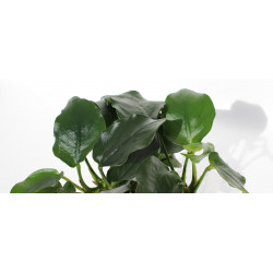 Anubias nana «HARDY»