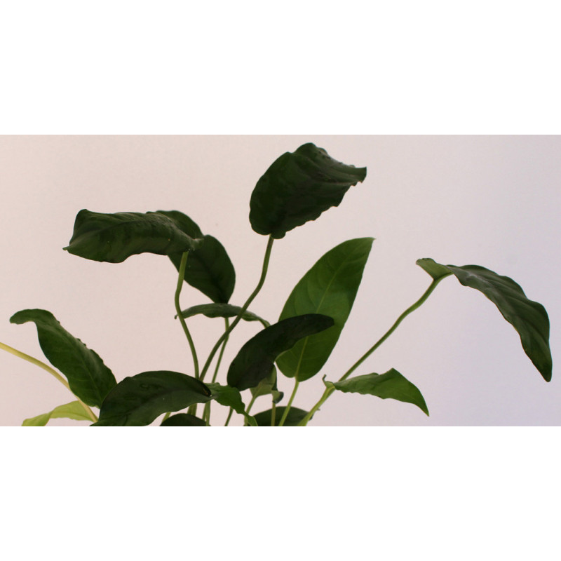 Anubias «Short & Sharp»