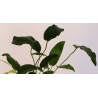 Anubias «Short & Sharp»