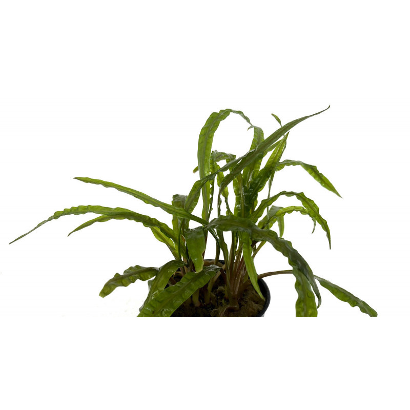 Cryptocoryne crispatula -balansae