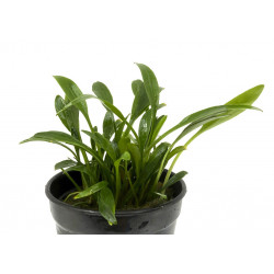 Cryptocoryne nevillii