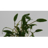 Cryptocoryne parva