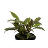 Cryptocoryne petchii