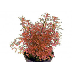Myriophyllum mattogrossense Rojo