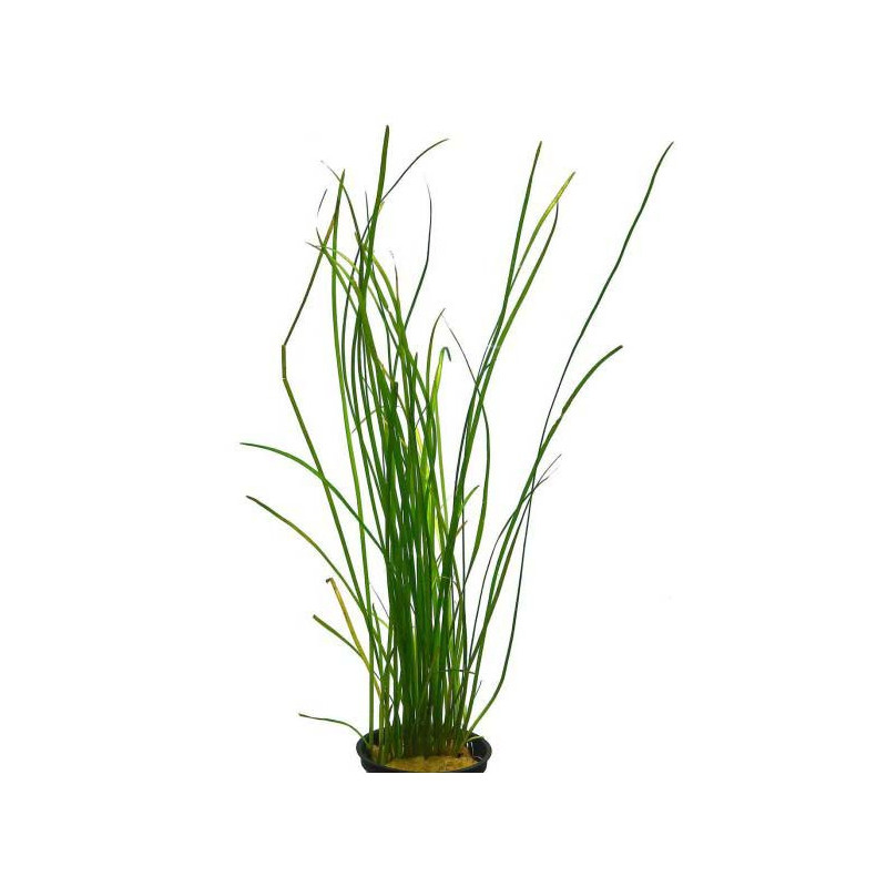 Vallisneria nana