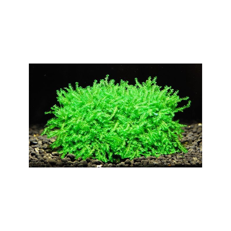Blepharostoma Trichophyllum – Pearl Moss