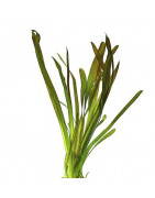 Ophiopogon - Venta de plantas para acuarios al mejor precio
