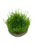 Plantas Enterradas